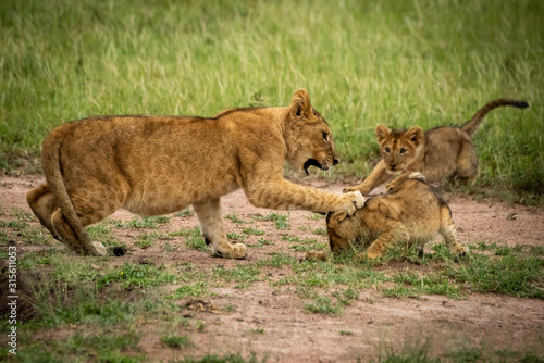 Lion cub watches two others play fighting