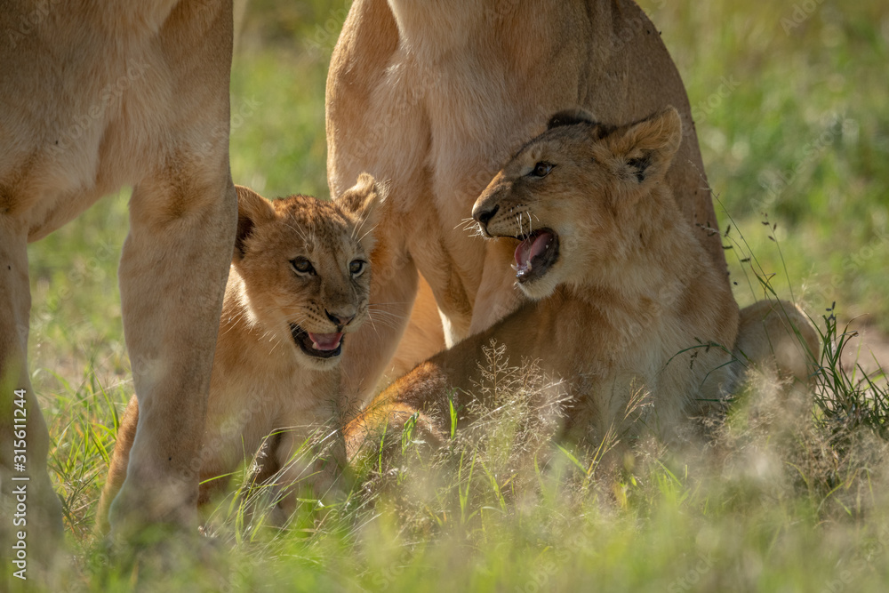 Lion cubs sit baring teeth by mothers