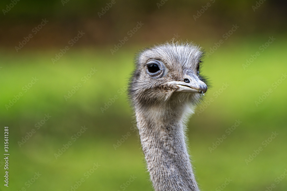 Darwin's rhea, Rhea pennata also known as the lesser rhea.