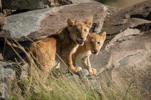 Lion cubs stand on rocks watching camera