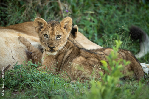 Lion cubs suckle from mother in grass