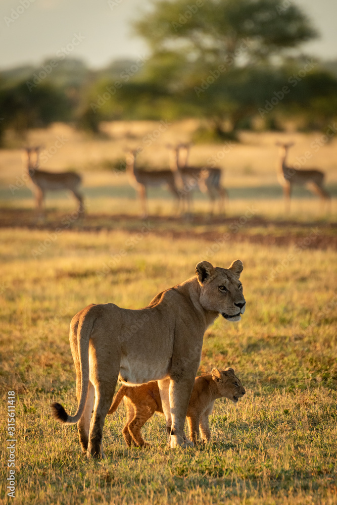 Lioness and cub standing with impala behind Lioness and cub standing with impala behind