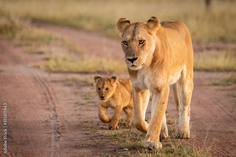 Lioness and cub walk along sandy track Lioness and cub walk along sandy track