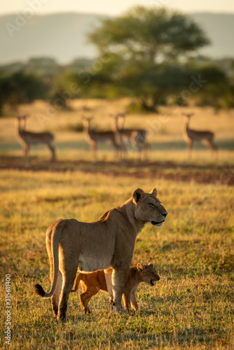 Lioness and cub stand near impala harem
