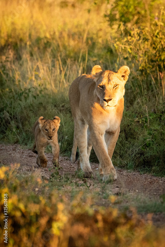 Lioness and cub walk down gravel track