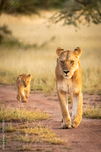 Lioness and cub walking on sandy track