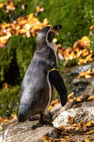 Humboldt Penguin  Spheniscus humboldti in the zoo