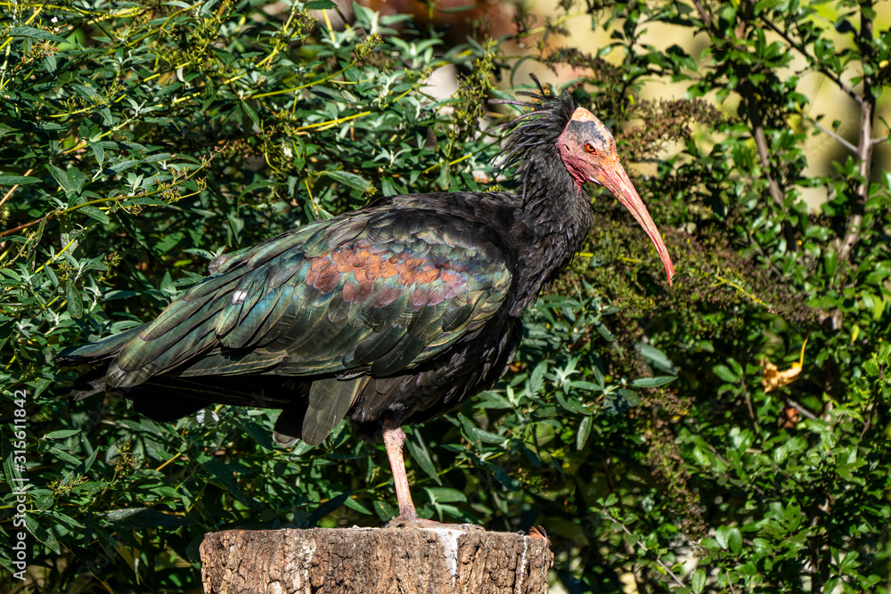 Naklejka premium Northern Bald ibis, Geronticus eremita in the zoo