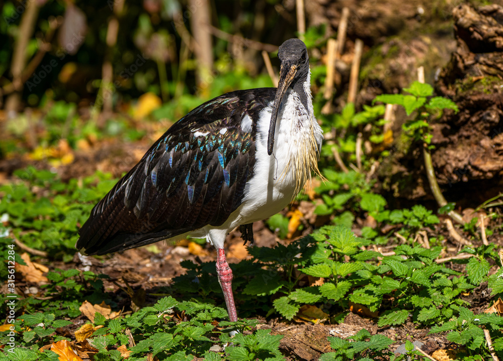 Naklejka premium Straw-necked Ibis, Threskiornis spinicollis in the zoo
