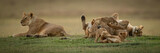Lioness lies beside sister mobbed by cubs