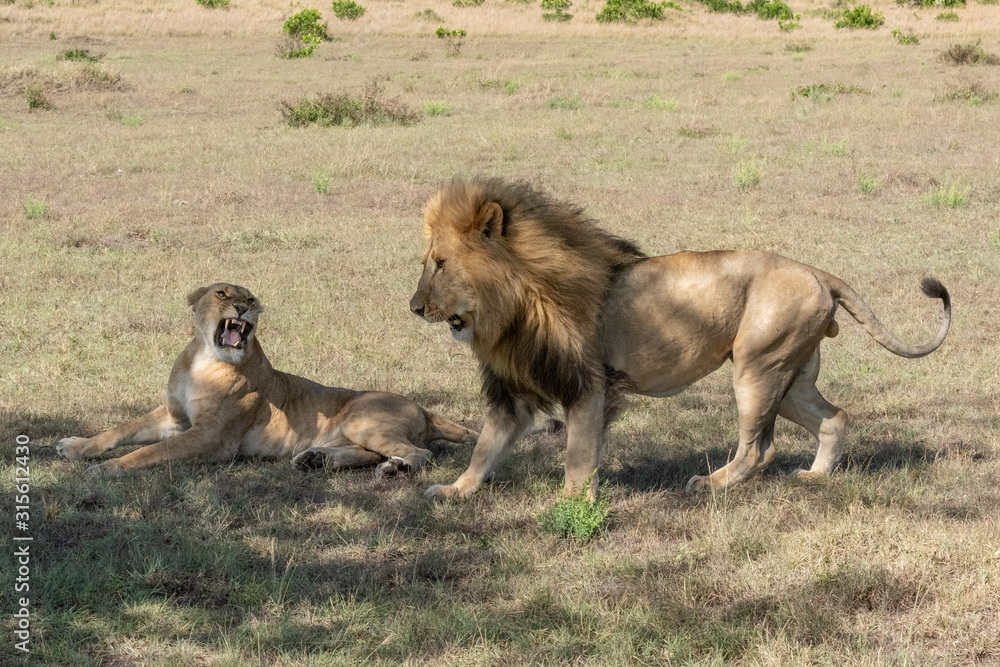 Lioness lies growling at male after mating Lioness lies growling at male after mating