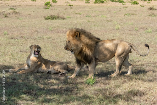 Lioness lies growling at male after mating