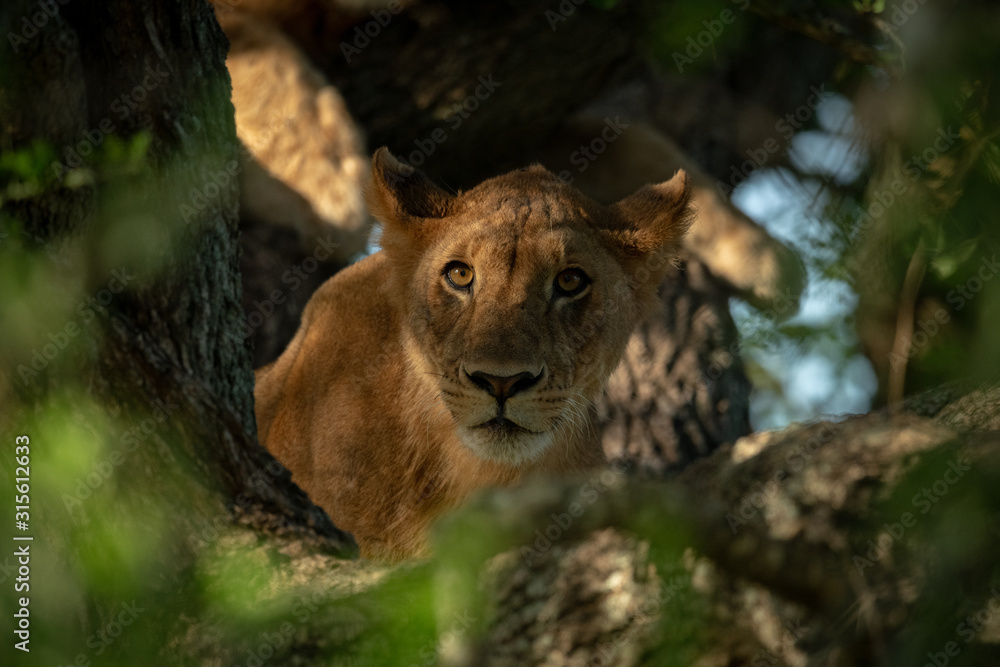 Fototapeta premium Lioness lies in tree looking through leaves