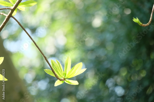 closeup of Sal leaves on blurred soft green background with copy space, fresh and relaxation wall paper