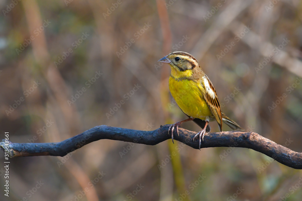 Naklejka premium Yellow-breasted Bunting Bird
