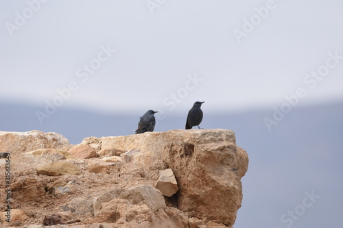 Blue rock thrush in the Al Karak Fortress in Jordan. The ruins of the castle located on a high slope with a beautiful view. © TRINGA
