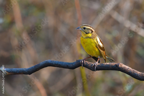 Yellow-breasted Bunting Bird © thawats