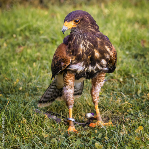 Young Harris s hawk on a lawn