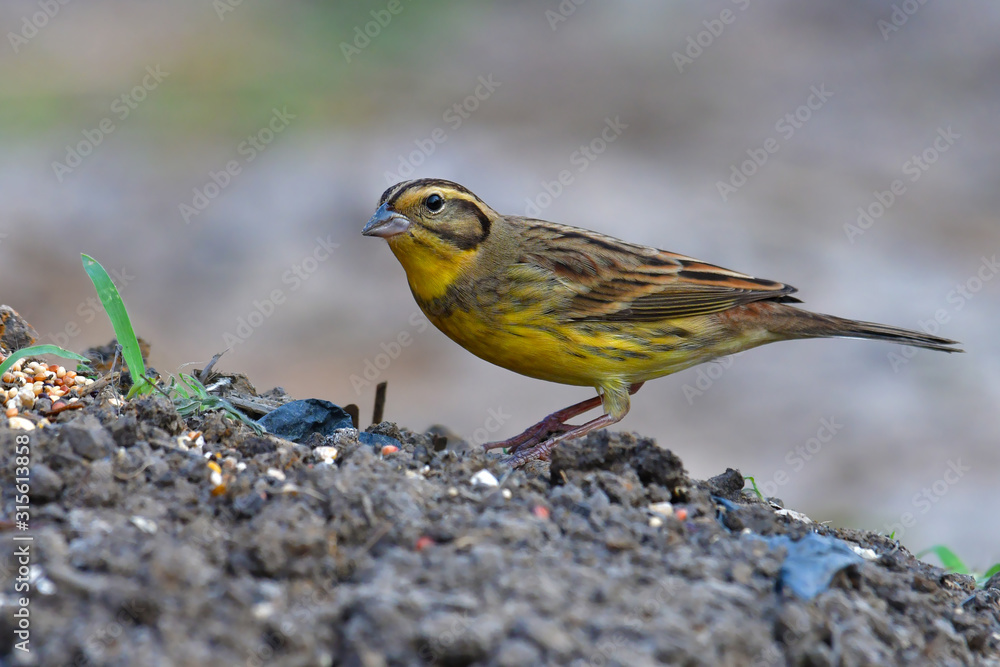 Fototapeta premium Yellow-breasted Bunting Bird
