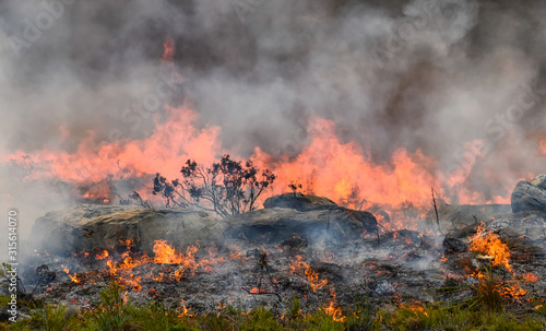 Fynbos Wildfire