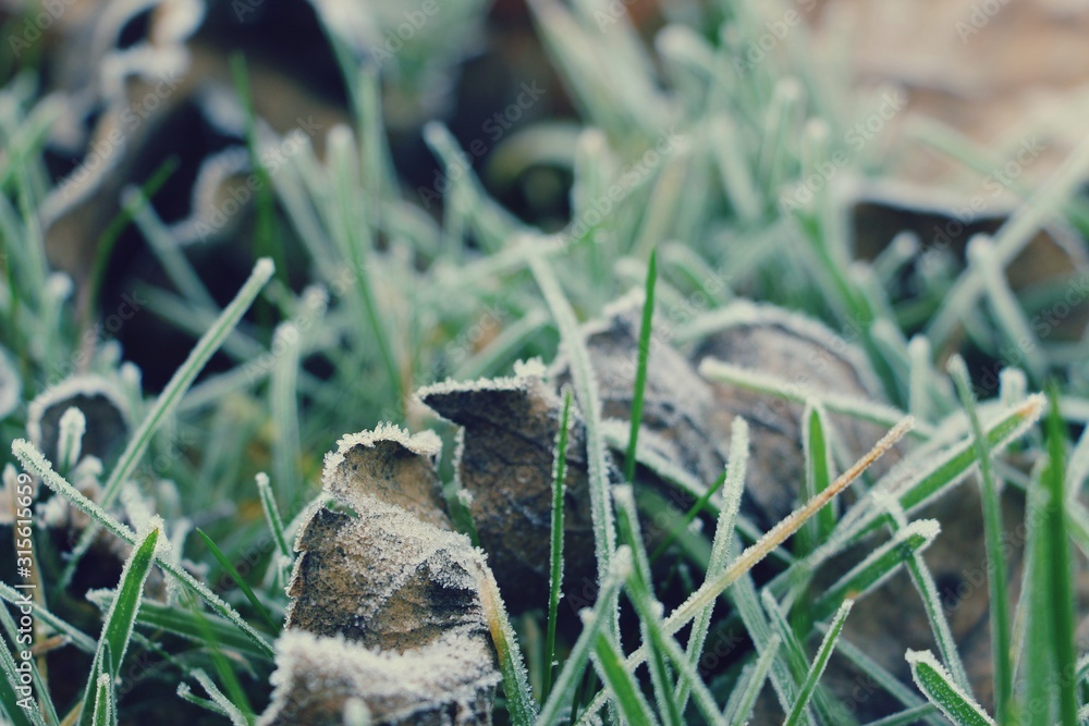 Obraz premium Hoarfrost on the grass. Frost Dew in the winter. Early morning. Winter. Cold. Snow. Frozen