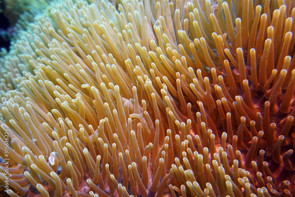 transparent blue prawns on sea anemones on a coral reef transparent blue prawns on sea anemones on a coral reef