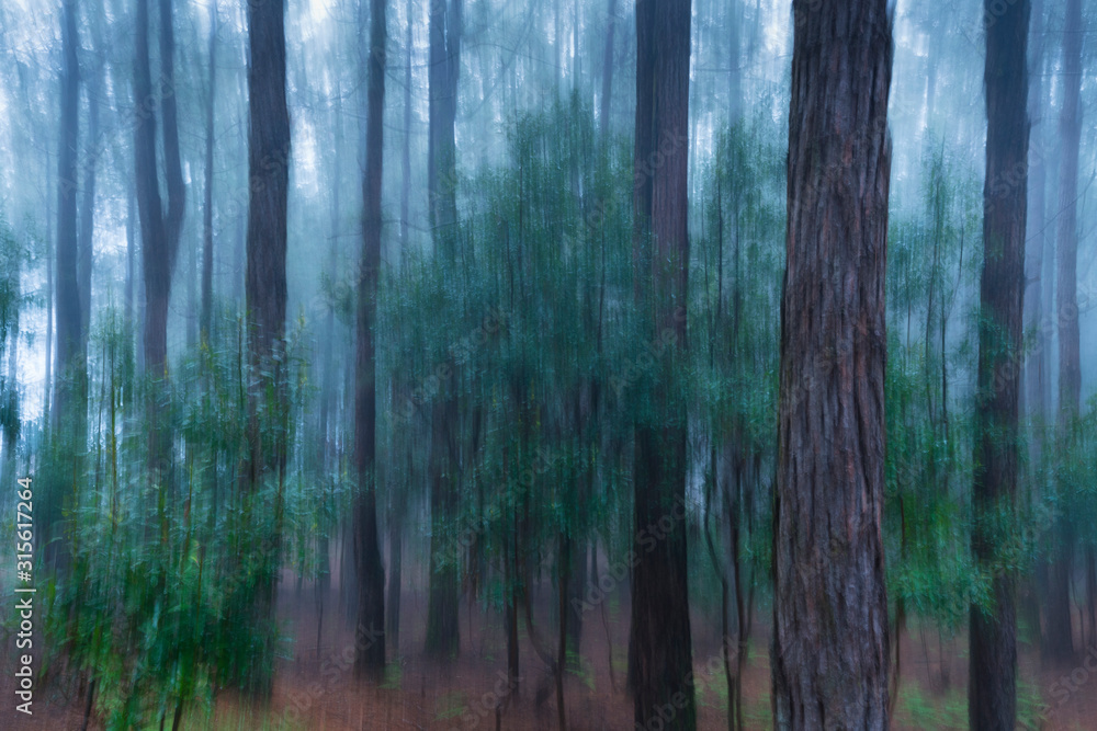 Canary Island pine forest, El Pilar, El Paso Municipality, La Palma island, Canary Islands, Spain, Europe Canary Island pine forest, El Pilar, El Paso Municipality, La Palma island, Canary Islands, Spain, Europe