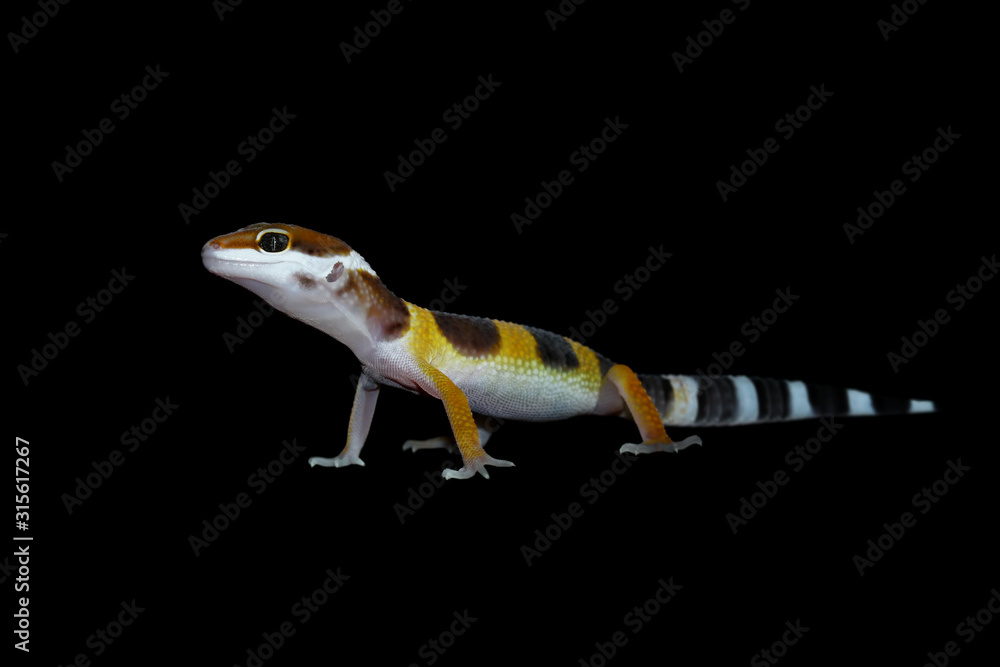 Fototapeta premium gecko lizard on black background, eublepharis macularius