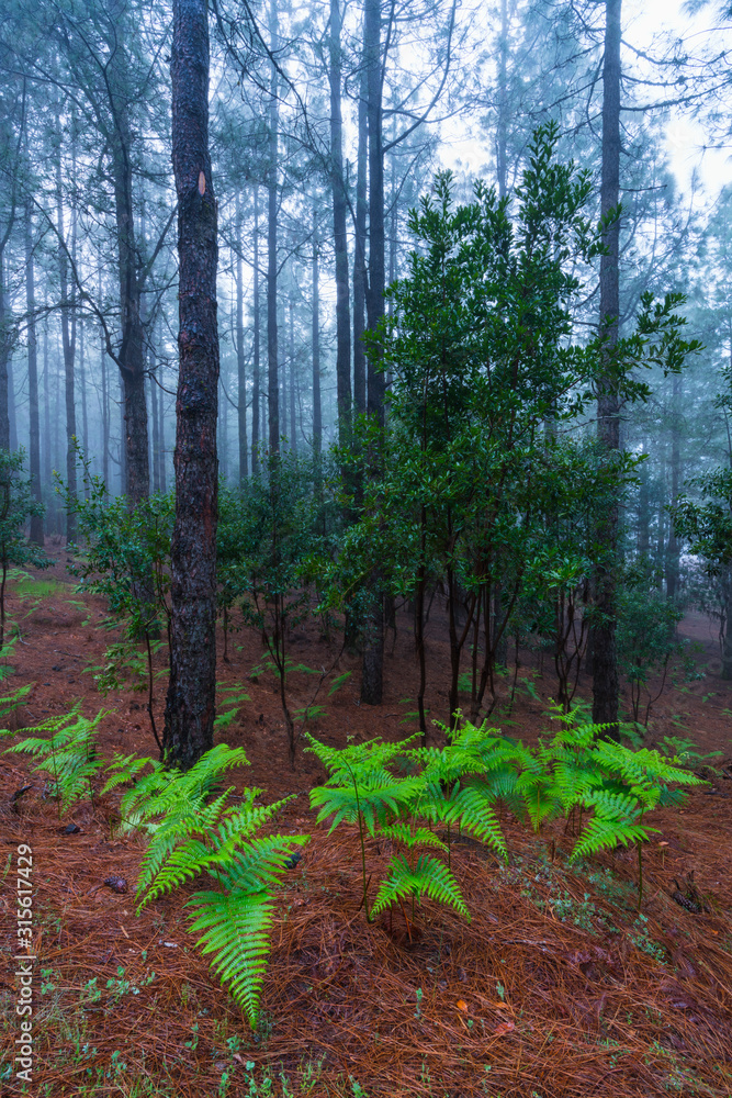 Obraz premium Ferns and Canary Island pine forest, El Pilar, El Paso Municipality, La Palma island, Canary Islands, Spain, Europe
