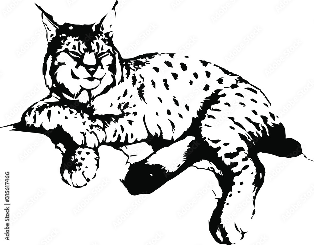Obraz premium Hand drawn wild bobcat. vector illustration