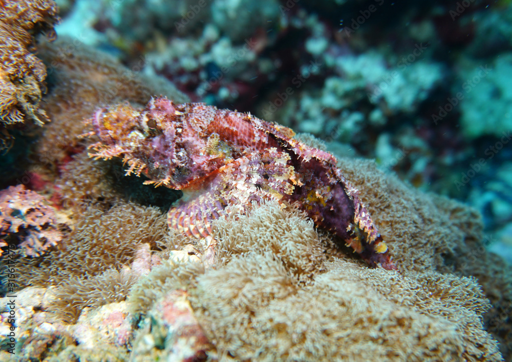 Scorpion fish - a recognized master of disguise Scorpion fish - a recognized master of disguise