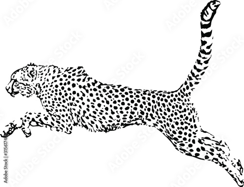 Hand drawn wild leopard. vector illustration
