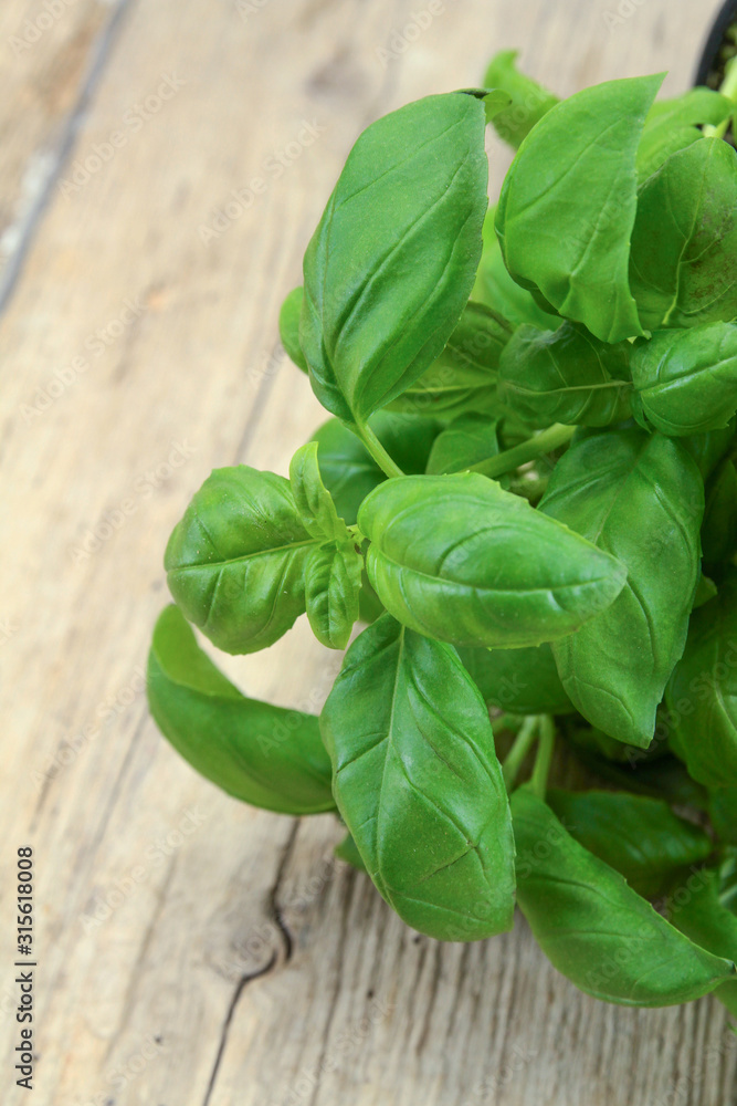 pied de basilic frais sur une table en bois pied de basilic frais sur une table en bois