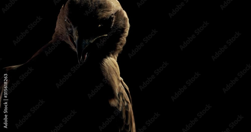 Big wild hawk with open beak is looking around in the dark, 4k