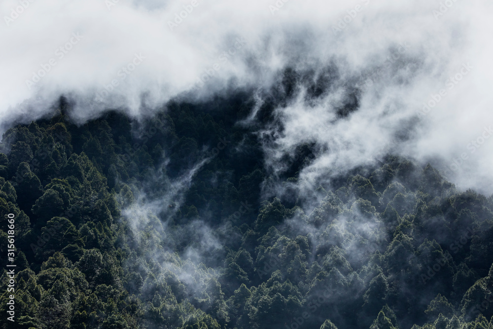 Fototapeta premium Fog in Canary Island pine forest, El Paso Municipality, La Palma island, Canary Islands, Spain, Europe