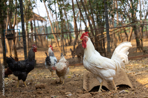 white cock and hen