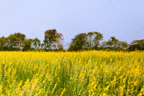 field of yellow flower