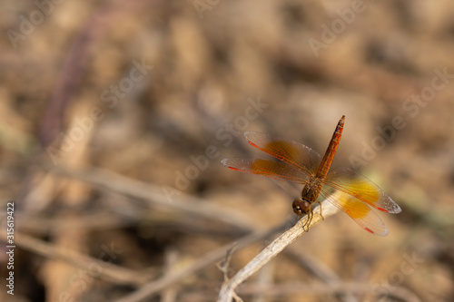closeup dragonrfly on a tree branch