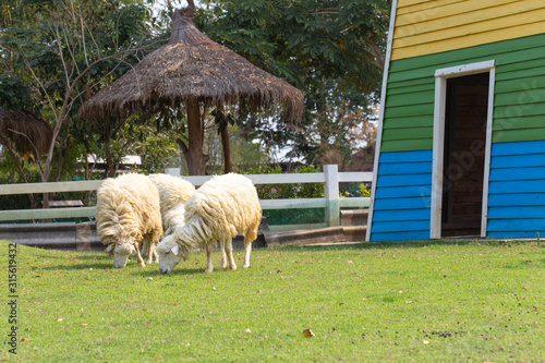 sheep on farm