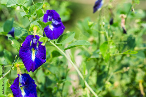 Closeup Butterfly pea flowers on green leaf background.
