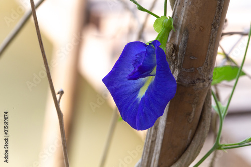 Closeup Butterfly pea flowers