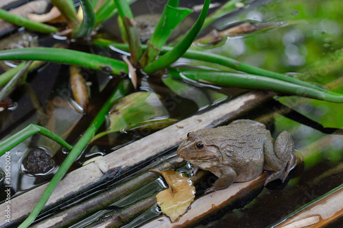 Brown frog in the pond