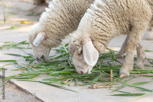 White sheep eating green grass.