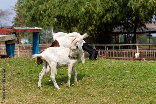 Goat eating food on green grass field.