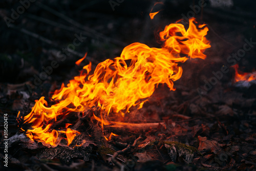 Burning wood at evening in the forest. Campfire at touristic camp at nature. Barbeque and cooking outdoor fresh air. Flame and fire sparks on dark abstract background. Concept of safety and