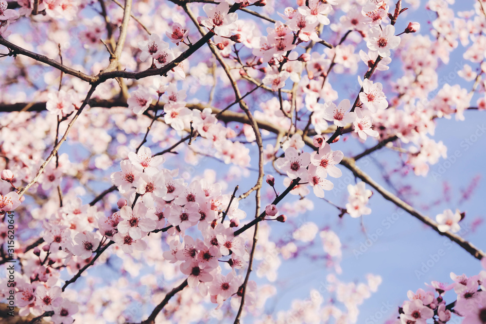 Plum trees with fresh pastel pink flowers in bloom, close up.