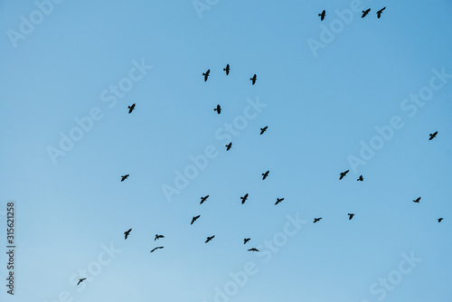 A flock of black crows flying and circling against the blue sky. Look up