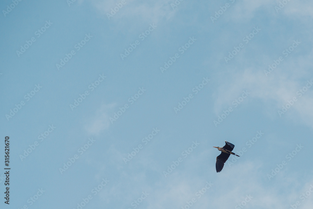 Grey heron flies south against blue sky Grey heron flies south against blue sky