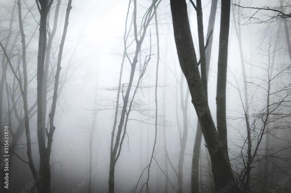 Trees in the fog background Trees in the fog background
