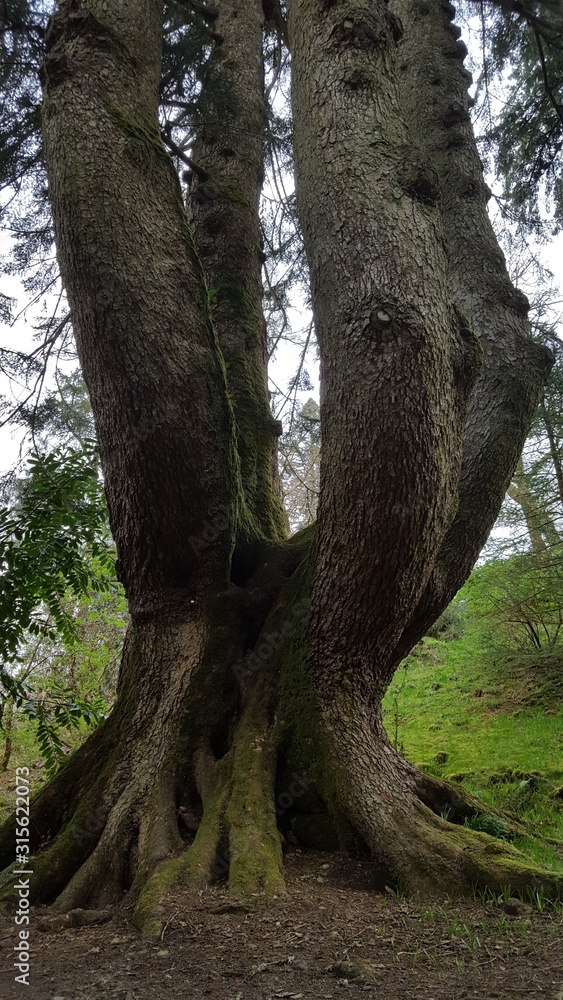 Four tree trunks